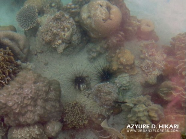Pulau Dedap and the Sea Urchins of Indo-Pacific 03